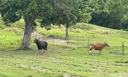 Banteng Jawa yang Langka Itu Dilepasliarkan di Pangandaran