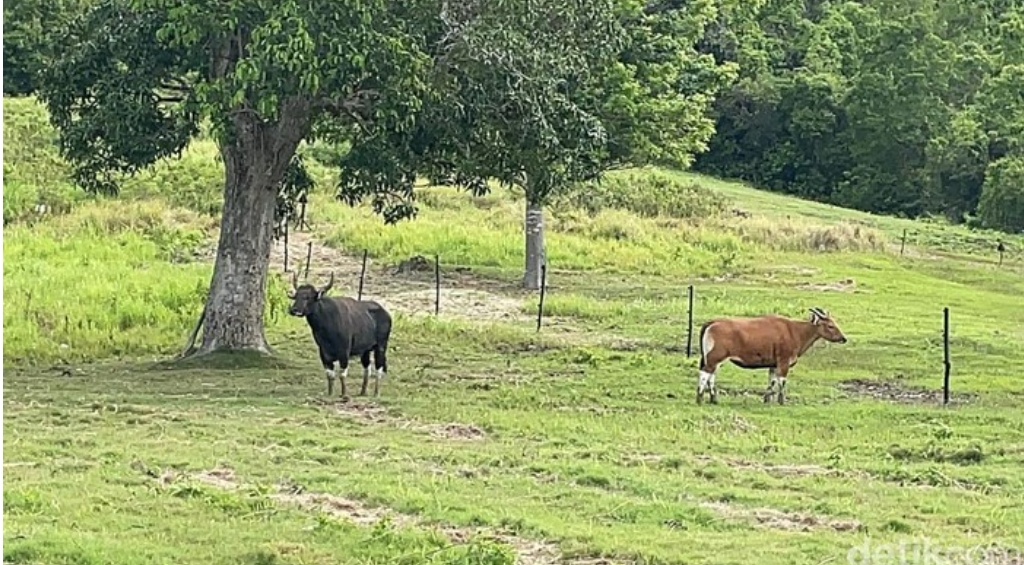 Banteng Jawa yang Langka Itu Dilepasliarkan di Pangandaran