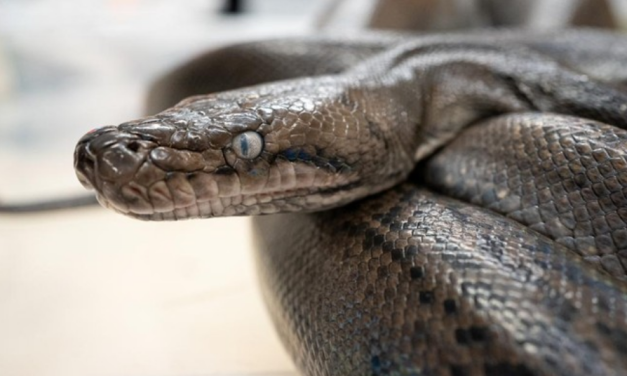 2 Jenis Ular Ini Harus Dibunuh dalam Islam, Apa Alasannya?
