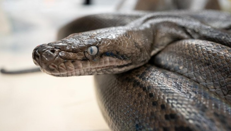 2 Jenis Ular Ini Harus Dibunuh dalam Islam, Apa Alasannya?