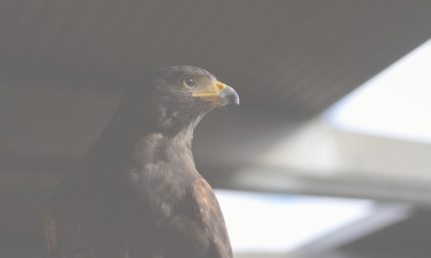 Kisah Burung Elang, Nabi Sulaiman AS dan Pemilik Pohon