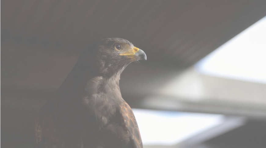 Kisah Burung Elang, Nabi Sulaiman AS dan Pemilik Pohon